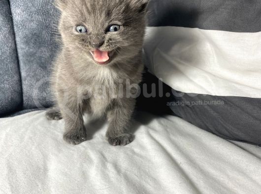 Mavi Gözlü British Shorthair görsel