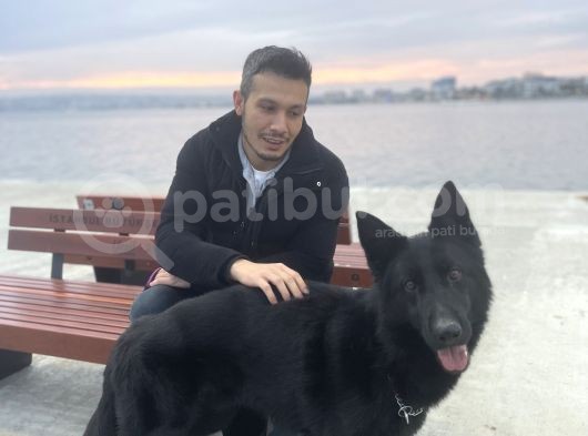 Black Tri Alman Kurdu görsel
