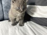 Mavi Gözlü British Shorthair