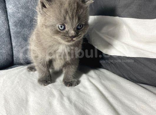 Mavi Gözlü British Shorthair görsel