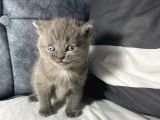 Mavi gözlü british shorthair