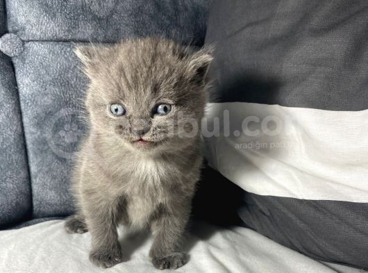 Mavi Gözlü British Shorthair