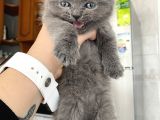 Mavi Gözlü British Shorthair