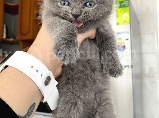 Mavi Gözlü British Shorthair görsel