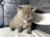Mavi Gözlü British Shorthair