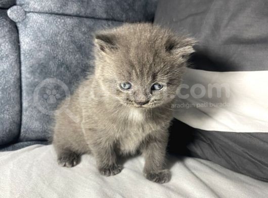 Mavi Gözlü British Shorthair görsel