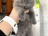 Mavi Gözlü British Shorthair