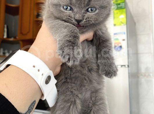 Mavi Gözlü British Shorthair görsel
