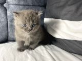 Mavi Gözlü British Shorthair