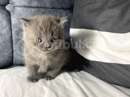 Mavi Gözlü British Shorthair görsel
