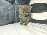 Mavi Gözlü British Shorthair