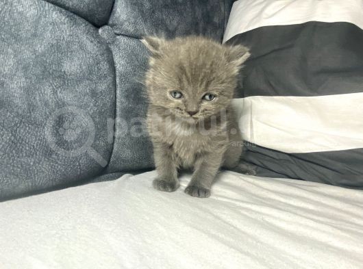 Mavi Gözlü British Shorthair görsel