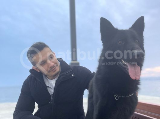 Black Tri Alman Kurdu