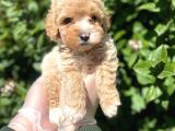 Güzeller Güzeli̇ Şeker Kivaminda Toy Poodle Bebeği̇mi̇z