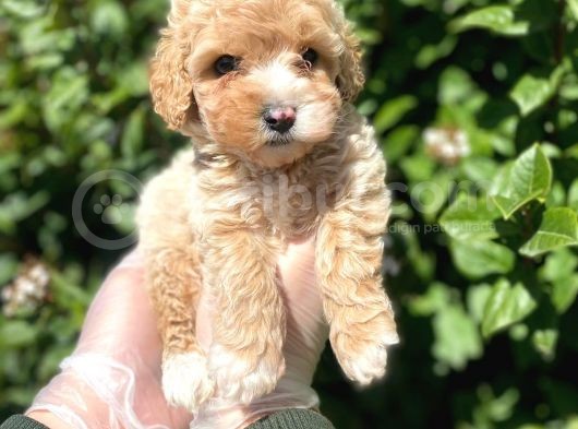 Güzeller Güzeli̇ Şeker Kivaminda Toy Poodle Bebeği̇mi̇z görsel