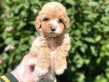 GÜZELLER GÜZELİ ŞEKER KIVAMINDA TOY POODLE BEBEĞİMİZ