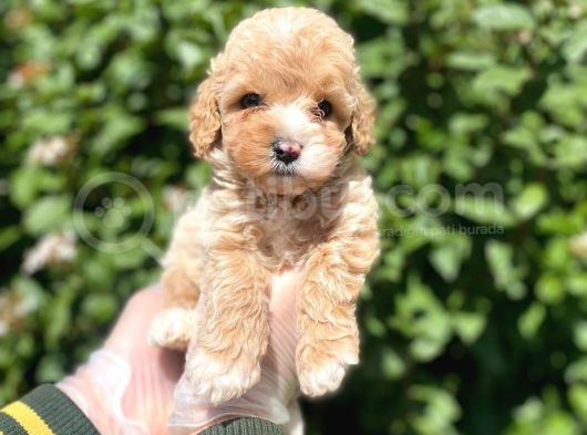 Güzeller Güzeli̇ Şeker Kivaminda Toy Poodle Bebeği̇mi̇z