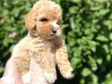 Güzeller Güzeli̇ Şeker Kivaminda Toy Poodle Bebeği̇mi̇z