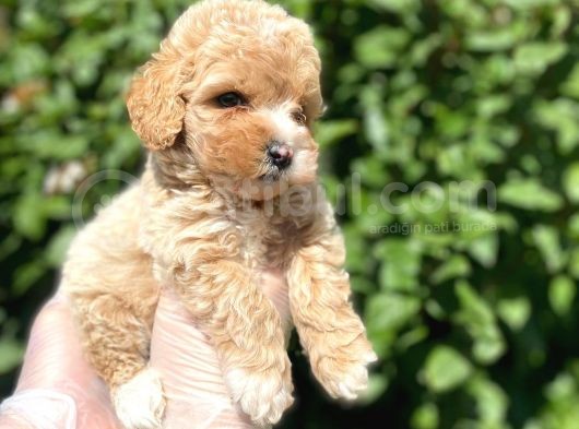 Güzeller Güzeli̇ Şeker Kivaminda Toy Poodle Bebeği̇mi̇z görsel