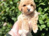 Güzeller Güzeli̇ Şeker Kivaminda Toy Poodle Bebeği̇mi̇z
