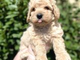 SHOW KALITE ANTİALERJİK APRİCOT TOY POODLE YAVRUM