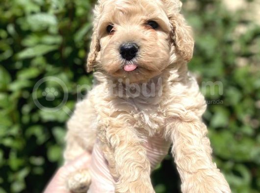 Show Kalite Anti̇alerji̇k Apri̇cot Toy Poodle Yavrum