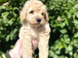 Show Kalite Anti̇alerji̇k Apri̇cot Toy Poodle Yavrum