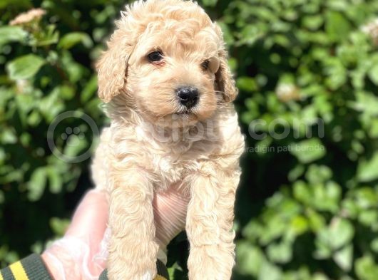 Show Kalite Anti̇alerji̇k Apri̇cot Toy Poodle Yavrum görsel