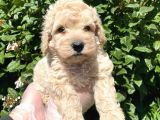 Show Kalite Anti̇alerji̇k Apri̇cot Toy Poodle Yavrum