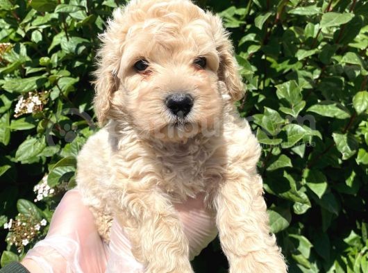 Show Kalite Anti̇alerji̇k Apri̇cot Toy Poodle Yavrum görsel
