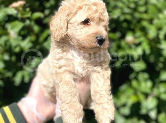 Show Kalite Anti̇alerji̇k Apri̇cot Toy Poodle Yavrum görsel