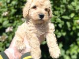 Show Kalite Anti̇alerji̇k Apri̇cot Toy Poodle Yavrum