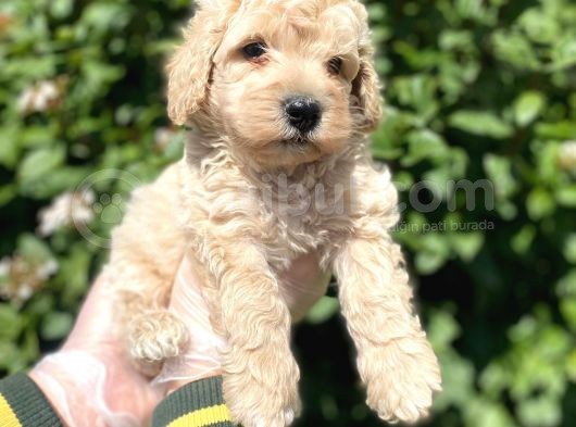Show Kalite Anti̇alerji̇k Apri̇cot Toy Poodle Yavrum görsel