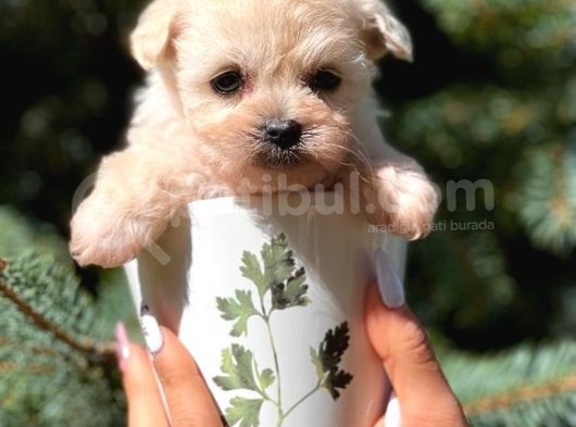 Teacup Dişi Maltipoo Yavrumuz görsel