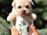 Teacup Dişi Maltipoo Yavrumuz