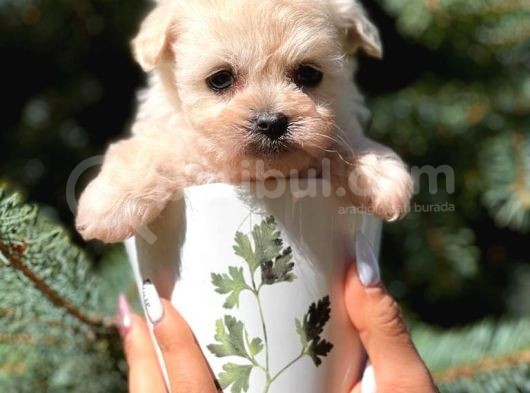 Teacup Dişi Maltipoo Yavrumuz görsel