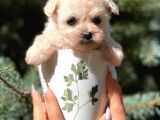 Teacup Dişi Maltipoo Yavrumuz