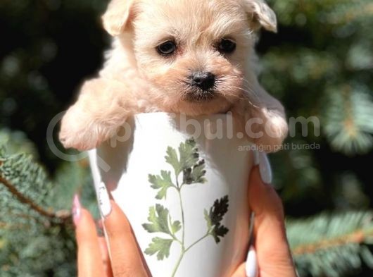Teacup Dişi Maltipoo Yavrumuz görsel