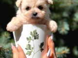 Teacup dişi maltipoo yavrumuz