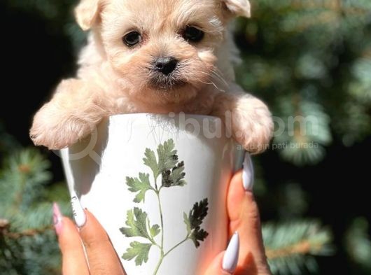 Teacup Dişi Maltipoo Yavrumuz