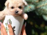 Teacup Dişi Maltipoo Yavrumuz