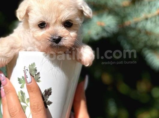 Teacup Dişi Maltipoo Yavrumuz görsel