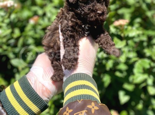 Kore Gen Hattina Sahip Cikolata Toy Poodle Bebeği̇mi̇z görsel