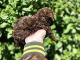Kore Gen Hattina Sahip Cikolata Toy Poodle Bebeği̇mi̇z