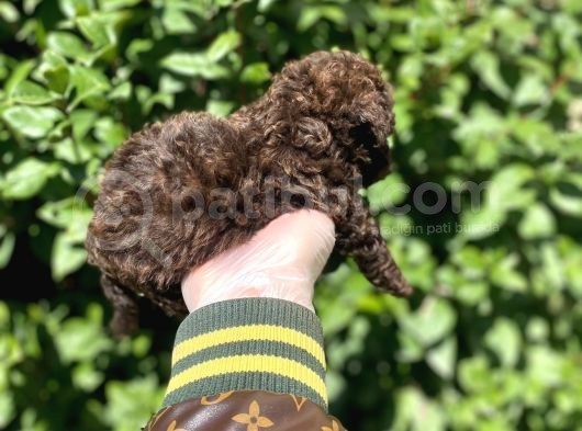 Kore Gen Hattina Sahip Cikolata Toy Poodle Bebeği̇mi̇z görsel