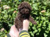 KORE GEN HATTINA SAHIP CIKOLATA TOY POODLE BEBEĞİMİZ