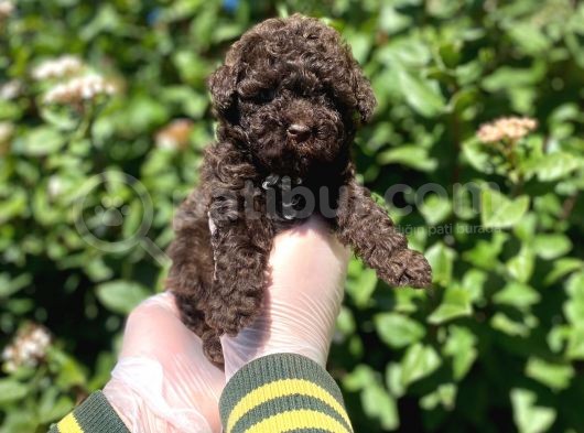Kore Gen Hattina Sahip Cikolata Toy Poodle Bebeği̇mi̇z