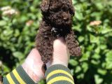 Kore Gen Hattina Sahip Cikolata Toy Poodle Bebeği̇mi̇z