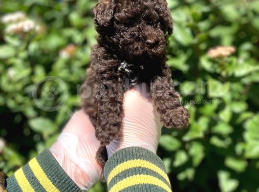 Kore Gen Hattina Sahip Cikolata Toy Poodle Bebeği̇mi̇z görsel