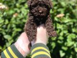 Kore Gen Hattina Sahip Cikolata Toy Poodle Bebeği̇mi̇z